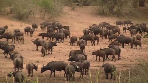 Herd of buffalo's 3 Stock Footage 8621386