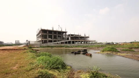 A Herd of Buffalos Cools Off Amidst Urban Growth in India Stock Footage 289851244