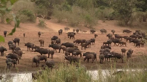 Herd of buffalo's Stock Footage 8621401