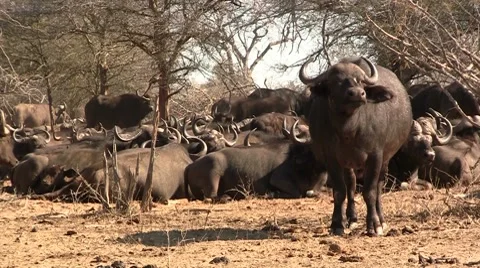 Herd of buffalo's Stock Footage 8629341