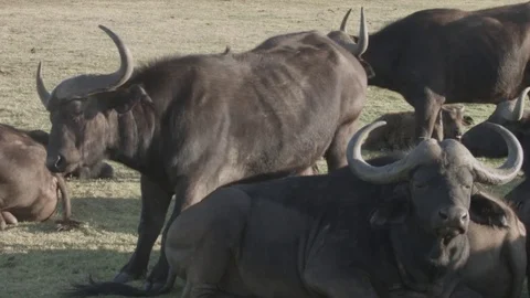 A herd of Buffalo's  Vídeo Stock 76436361