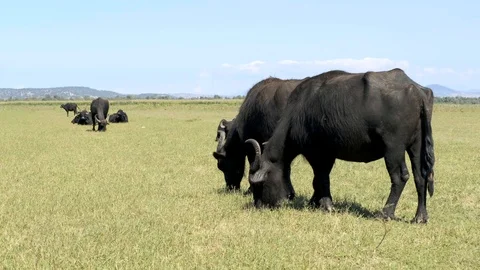 Herd of buffalos grazing at nature Stock Footage 116906580
