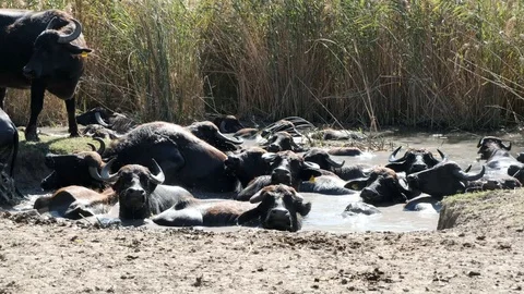 A herd of buffalos having bath in river water  Stock Footage 117000327
