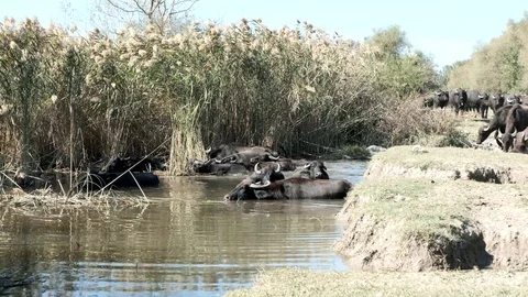 A herd of buffalos having bath in river water  Stock Footage 117006155