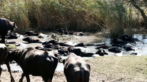 A herd of buffalos having bath in river water  Stock Footage 117006395