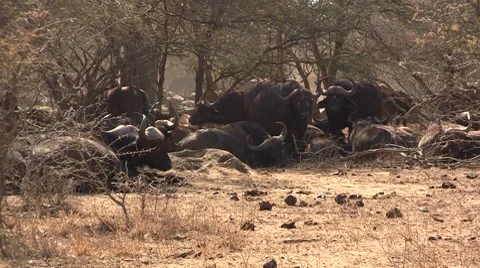 Herd of buffalo's lying Stock Footage 8628784