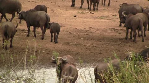 Herd of buffalo's in the river Stock Footage 8621390