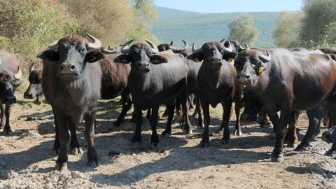 A herd of buffalos standing and looking to the camera together Stock Footage 117001603
