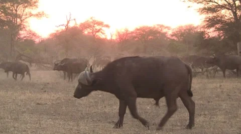 Herd of buffalo's at sunset Stock Footage 8629926