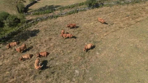 Herd of bulls Video stock 167978471
