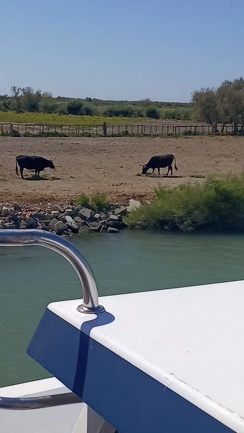 Herd of bulls Stock Footage 313798521