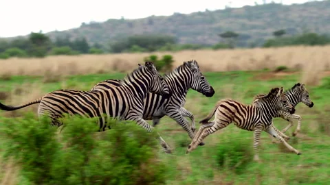 Herd of Burchell's zebra with foals run in slomo over grassy plain, tracking Stock Footage 297649437