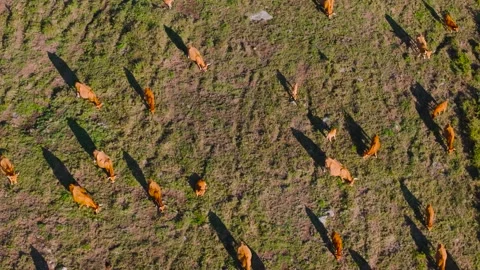 Herd Of Cachena Cow In The Ranch Vídeos de archivo 321187734