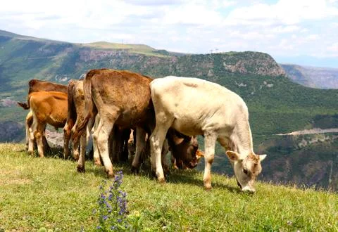 A herd of calves in the mountains Stockfoto's