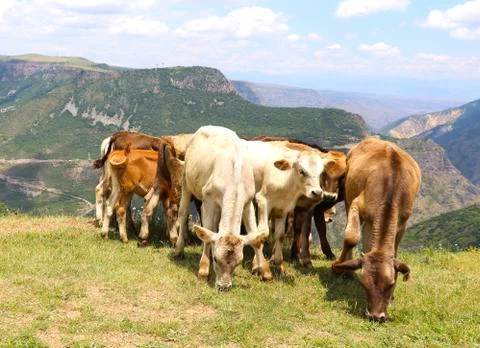 A herd of calves in the mountains Stock Photos