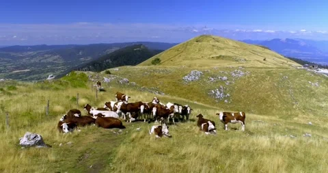 Herd of calves sitting on a trail in an alpine pasture Stock-Footage 249580828