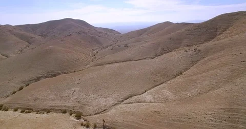 A herd of camels in the desert  Видео 71629582