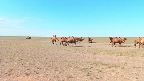 Herd of camels in the desert. Stock Footage 283574072