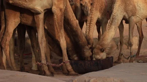 Herd of Camels Drinking Water Vídeo Stock 107698670