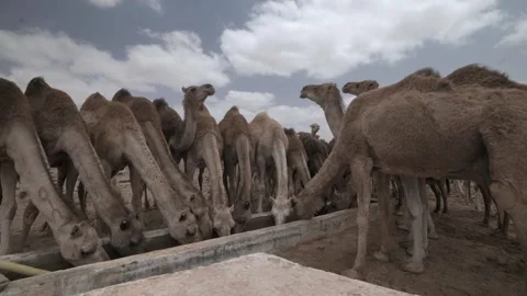Herd of Camels Drinking Water from a Trough in the Desert Stock Footage 335719945