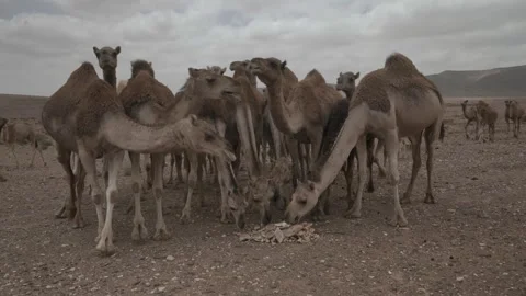 Herd of Camels Drinking Water from a Trough in the Desert Stock Footage 335719946
