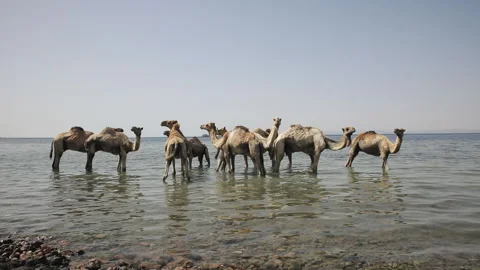 A herd of camels drinks water from a small rain lake in the steppe on a hot Stock Footage 144440325