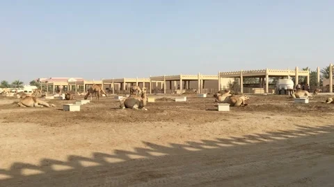A herd of camels on the farm. Stock Footage 87959089