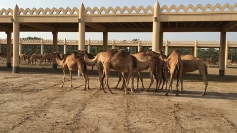 A herd of camels on the farm. Stock-Footage 87959608