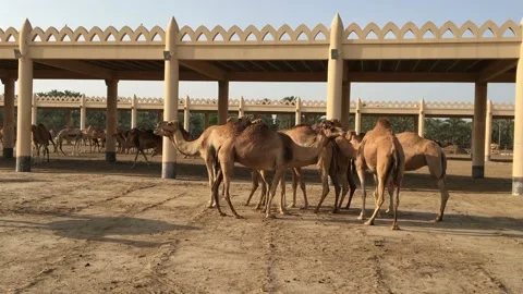 A herd of camels on the farm. Stock-Footage 87960003