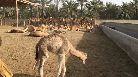 A herd of camels on the farm. Stock-Footage 87960055