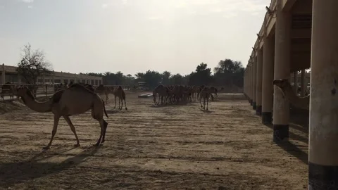 A herd of camels on the farm. Stock Footage 87960587