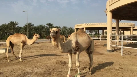 A herd of camels on the farm. Stock Footage 87960696