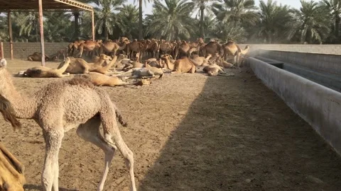 A herd of camels on the farm. Stock-Footage 87961254