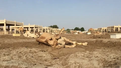 A herd of camels on the farm. Stock Footage 87961328