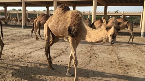A herd of camels on the farm. Stock Footage 87961489