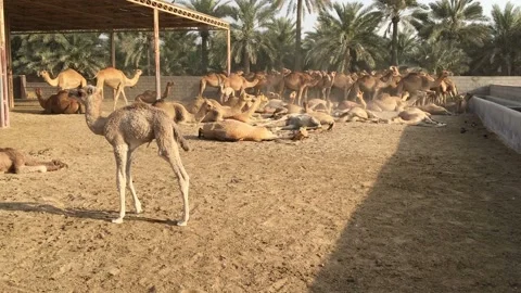 A herd of camels on the farm. Stock Footage 87961610