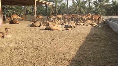 A herd of camels on the farm. Stock-Footage 87962473