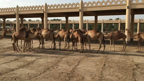 A herd of camels on the farm. Stock-Footage 87963467