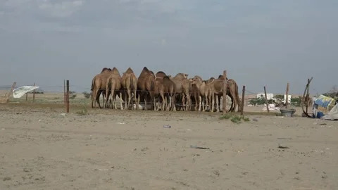 Herd of camels on a farm Stock Footage 263277508