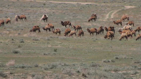 Herd of camels Video stock 37744331