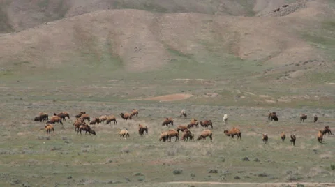 Herd of camels Stock Footage 37744542
