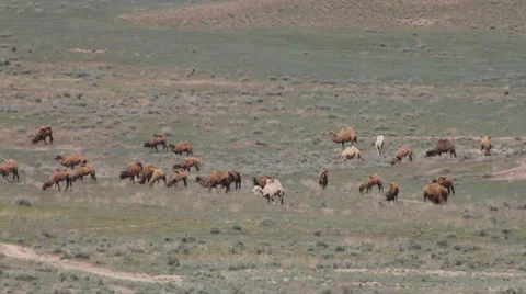 Herd of camels Stock Footage 37744932
