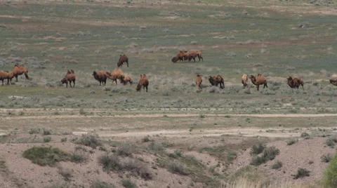Herd of camels Stock Footage 37745216