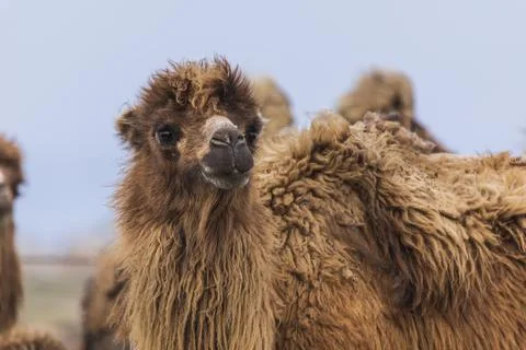 A herd of camels looking at the camera Stock Photos