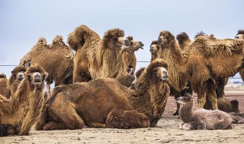 A herd of camels looking at the camera Stock Photos
