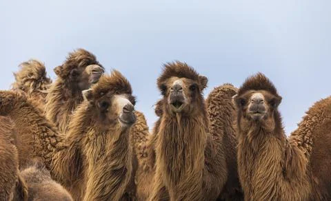 A herd of camels looking at the camera Stock Photos