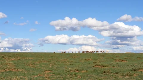 A herd of camels in the Mongolian steppe. Stock Footage 249019618