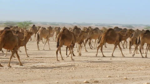 Herd of camels in oman desert medium shot 4K UHD Stock Footage 49194533