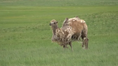 A herd of camels resting in the steppe Stock Footage 331238964