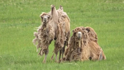 A herd of camels resting in the steppe Stock Footage 331249084